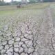 Dinas Pertanian Kabupaten Bekasi Mitigasi Dampak Kemarau Fenomena El Nino