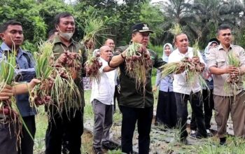 Pj Bupati Merangin Panen Perdana Bawang Merah