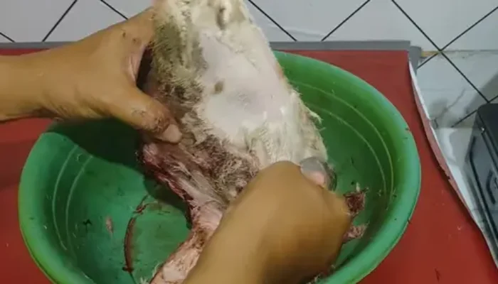 Tip Bersihkan Rambut Kepala Kambing dengan Mudah