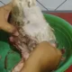 Tip Bersihkan Rambut Kepala Kambing dengan Mudah