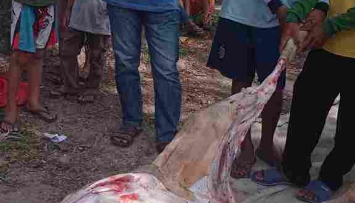 KEPALA DESA SUKAMAKMUR DAN APARATUR PEMERINTAHAN DESA MEMBAGIKAN DAGING QURBAN