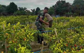 Babinsa Koramil 420-04/Sarolangun Bantu Petani Panen Cabe Rawit
