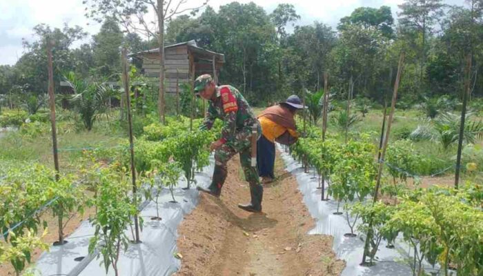 Bantu Petani Cabai dalam Program Ketahanan Pangan