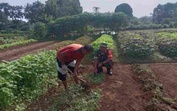 MAJUKAN HANPANGAN BABINSA BANTU BERSIKAN LAHAN YANG DITANANMI SAYURAN BAYAM