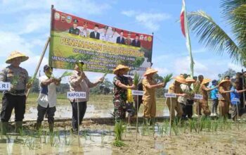 Dandim 0420/Sarko Hadiri Zoom Meeting Dengan Gubernur Jambi dan Danrem 042/Gapu, Dilanjutkan Ikuti Penanaman Padi Serentak