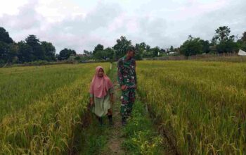 Babinsa Koramil 420-04/ Sarolangun Pantau Perkembangan Tanaman Padi