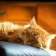 Durasi Ideal Kucing Dewasa Tidur