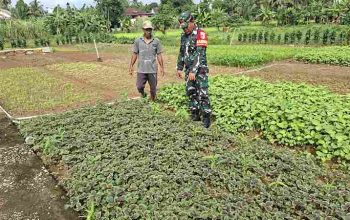 Dorong Semangat Bertani, Babinsa Harus Kreatif Bantu Warga Perawatan Tanaman Sayur-Sayuran