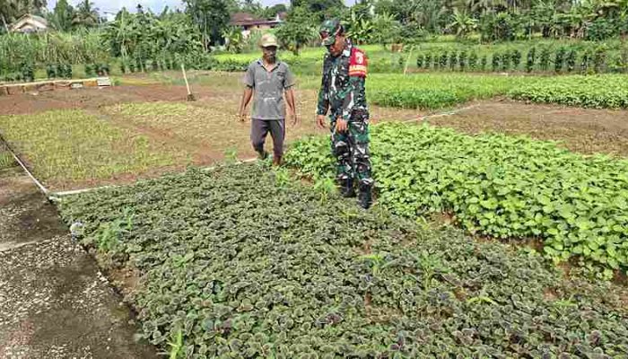 Dorong Semangat Bertani, Babinsa Harus Kreatif Bantu Warga Perawatan Tanaman Sayur-Sayuran