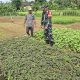 Dorong Semangat Bertani, Babinsa Harus Kreatif Bantu Warga Perawatan Tanaman Sayur-Sayuran