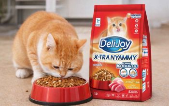 Jangan Asal Pilih! Ini Rekomendasi Dry Food Kucing Bernutrisi Tinggi