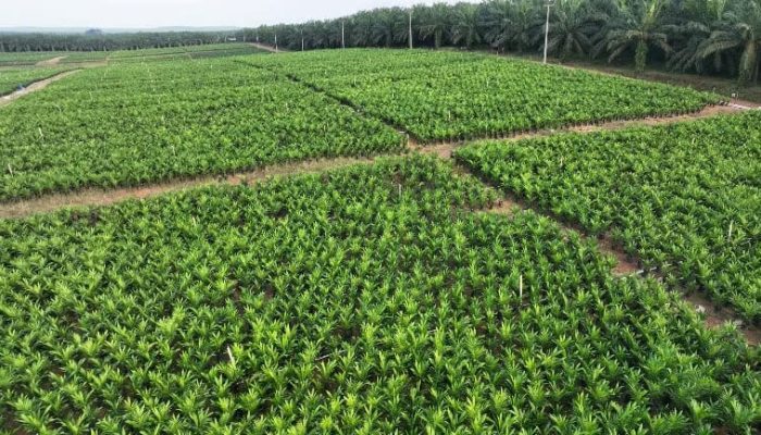 Holding Perkebunan Nusantara melalui PTPN IV PalmCo Akselerasi Peremajaan Sawit Petani di Riau Perkuat Implementasi Program B50