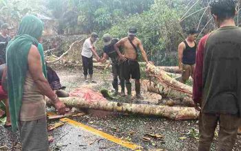 Pohon Tumbang Timpa Motor di Jalur Bangko–Kerinci, Satu Tewas dan Satu Luka