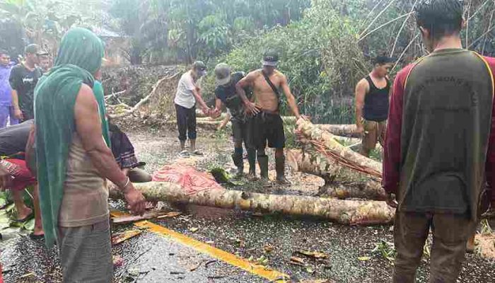 Pohon Tumbang Timpa Motor di Jalur Bangko–Kerinci, Satu Tewas dan Satu Luka