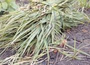 DUGAAN PEMBABATAN TANAMAN TEBU DI LAHAN HKM KEDUNG TUBAN BLORA, PETANI MERASA DIRUGIKAN SIAP TEMPUH JALUR HUKUM
